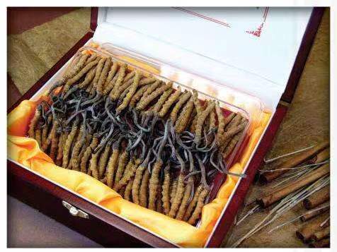 四平冬虫夏草回收